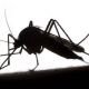 Mbu anaeneza Malaria